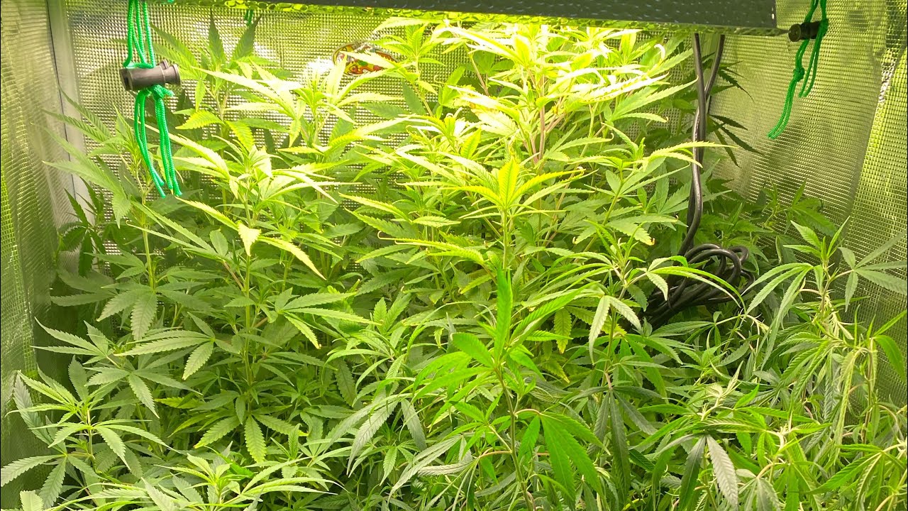 How to maintain a cannabis mother plant, and some tricks we learned to make it easier to keep them.