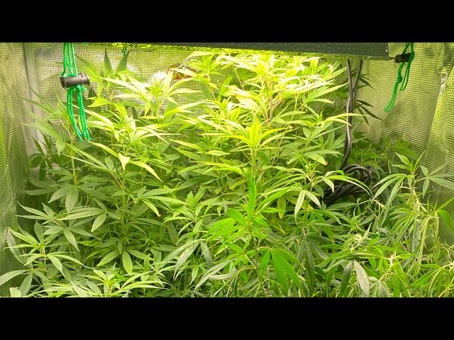 How to maintain a cannabis mother plant, and some tricks we learned to make  it easier to keep them. - YouTube