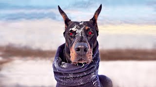 I'm a Doberman  Born Trained for Ultimate Protection