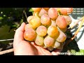 Виноград Хамелеон - 2024, советы по выращиванию
