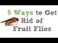 5 Ways to Get Rid of Fruit Flies