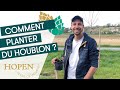 Comment planter du houblon  