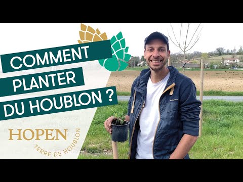 Comment planter du houblon ? 🌱