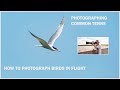 How to photograph birds in flight.