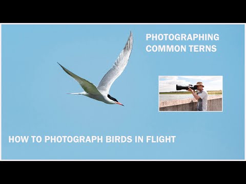 Comment photographier les oiseaux en vol.