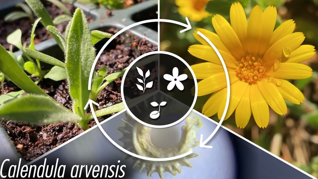 Цикл дикой календулы | Вердополис