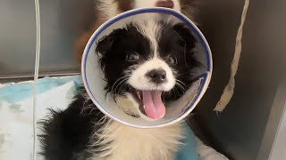 Smiling Border Collie Pups Show Love To Humans After They’Re Nursed Back To Health. by Animal Rescue Center-LiuLi 569 views 2 weeks ago 5 minutes, 17 seconds