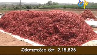 Chilli cultivation is profitable with integrated nuitrient management says kurnool farmer