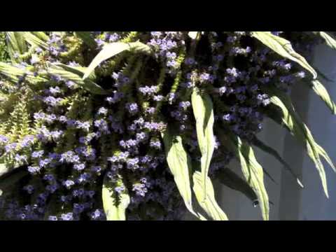 Video: Tower Of Jewels Plant Care - Cómo cultivar la flor Echium Tower Of Jewels