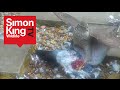 Sparrowhawk Attacks a Pigeon Eats it Alive High Quality mp3