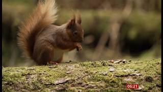 'I'm selling the red squirrel reserve my parents created' --- Mirk Pot Woods (UK) 12/Apr/2026