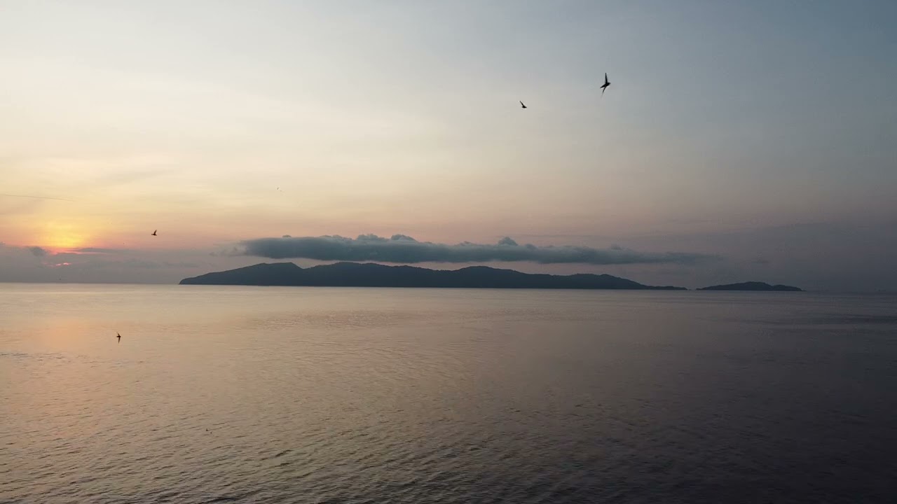 DJI Drone vs Bird Attack Swarm