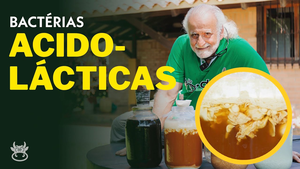 BACTÉRIAS ACIDOLÁCTICAS (Potenciadas) | Jairo Restrepo 🐮🌱