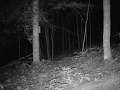 Watch this coon dog track and find the Raccoons den.