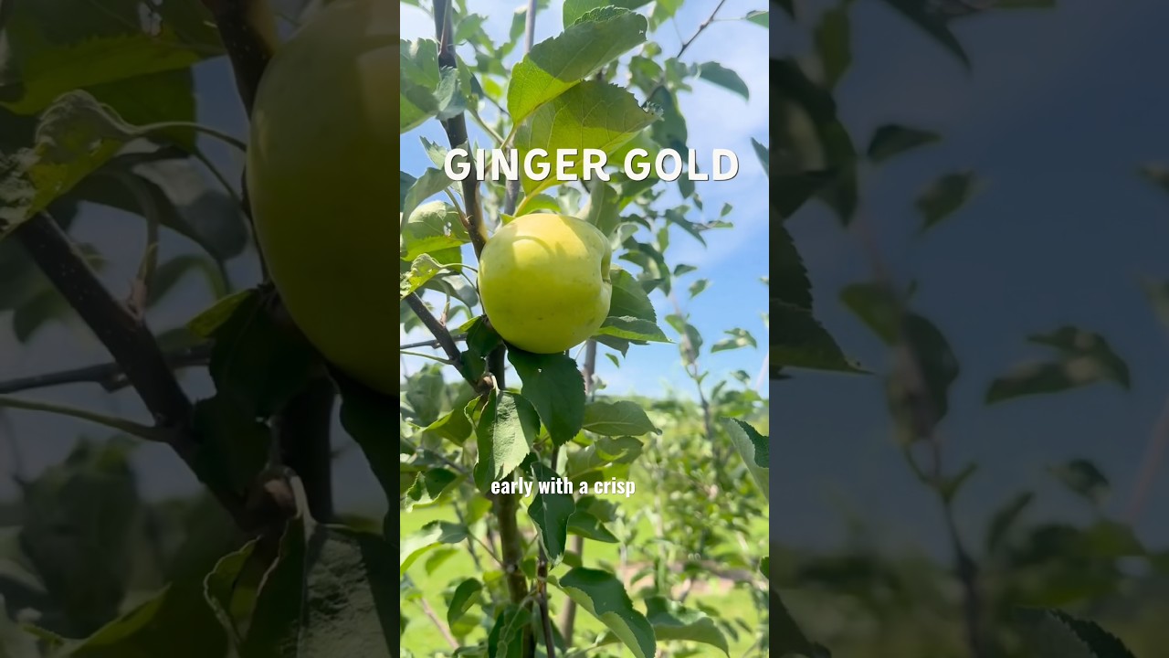Top 3 Summer Apples! #fruittrees #garden #starkbros
