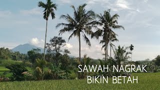 Pemandangan Sawah Nagrak, Desa Cikoneng Kulon, Kecamatan Ganeas,  Kabupaten Sumedang Jawa Barat screenshot 5