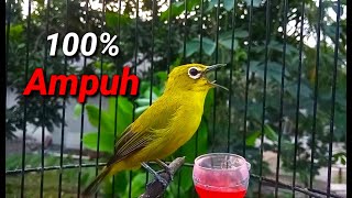 Sekali Pancing Semua Pleci Langsung Bersautan