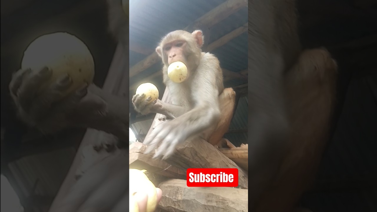 Monkey eating Guava 