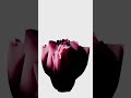 Clothe Flower #3d #3danimation #blender #motion #motiondesign #flowers #clothes