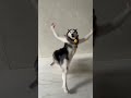 Husky Dance Troll Husky Dogdance Dance Funny Troll Trending mp3