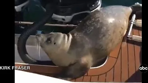 Seal Jumps on Boat to Escape Killer Whales