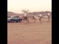تراث الهجن والهجانه مرضي عبد الله التمامي
