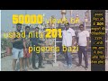 Ustad Nita g 201 pigeons full day video by Kamal Arora|उस्ताद निटा के 201 कबूतरों की ऐतिहासिक उड़ान