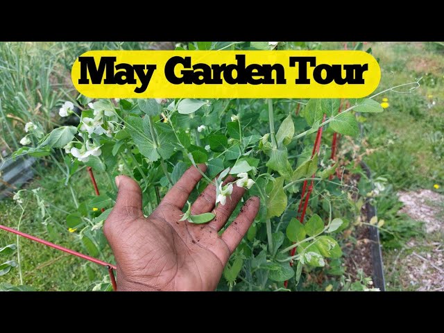 MAY GARDEN TOUR|  1 ACRE FOOD FOREST | HERB GARDEN