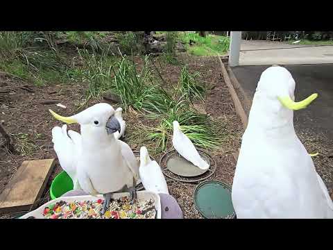 Wild bird mad flap off after danger call
