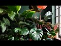 Best big leaves houseplants  indoor plants with large leaf for living room