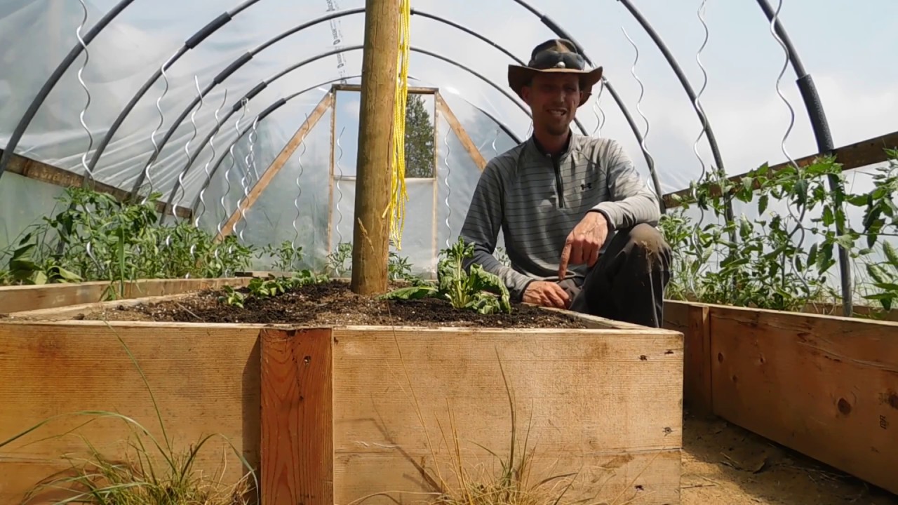how to train tomato plants up stake fast easy simple way 
