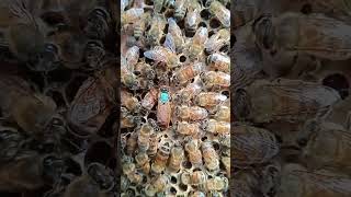 Honey Bee New Queen | New Mated Queen in Hive | Beekeeping Update
