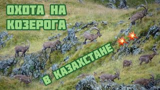 Охота на трофейного козерога 2021 Trophy hunting in Kazakhstan- ibex 2021