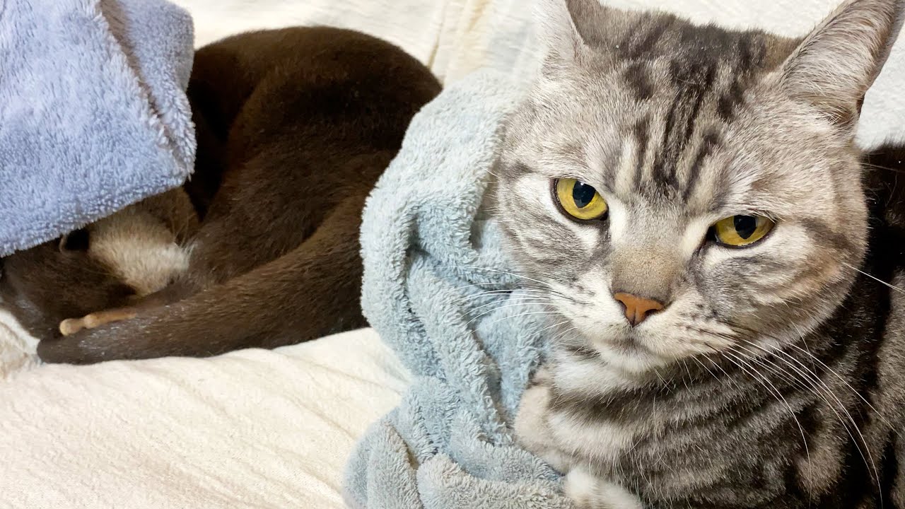 A cat kneading a sleeping otter [Otter life Day 465] YouTube
