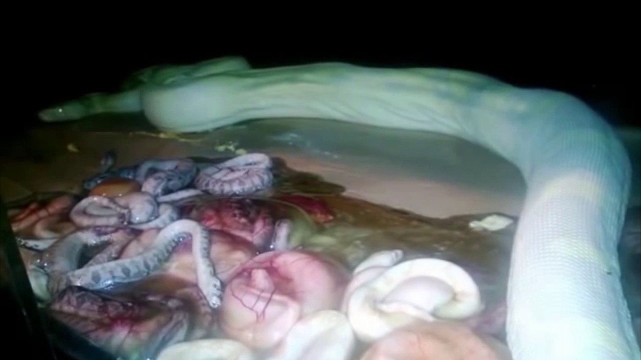 doon kanda - Axolotl