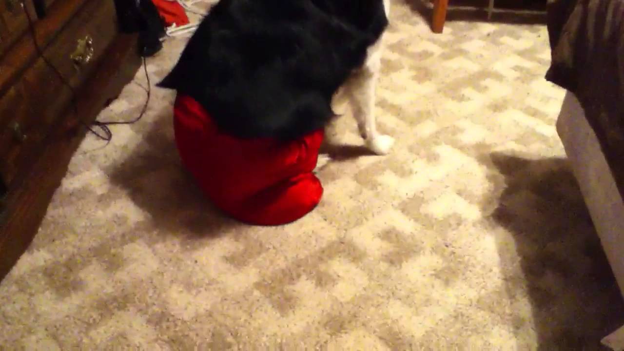 My dog wearing pants YouTube