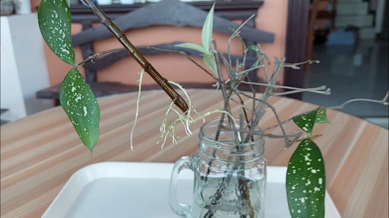 Propagating Dracaena Surculosa (Florida Beauty & Variegated Dracaena ) In  Water/ Care Tips