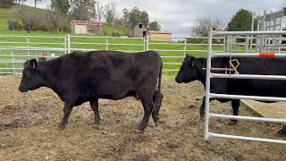 IMG 5142 IMG 5142