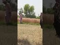 گندم کی کٹائی  تھریشر مشین چل گئی