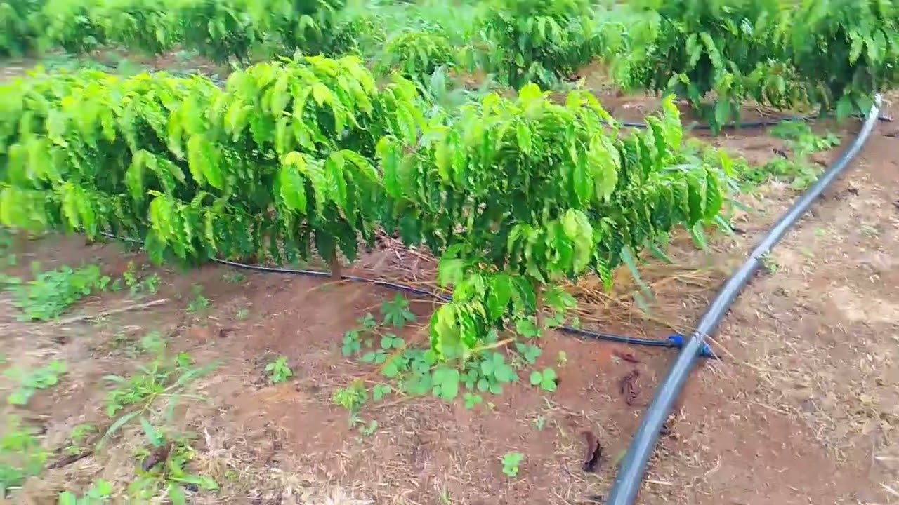 Lavoura de 9 meses de plantado, só o luxo #cafe #lavoura #vidanaroça #agro #fyviral 