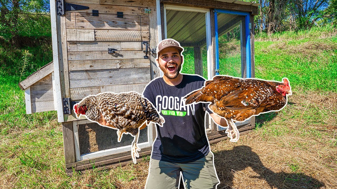 I Bought CHICKENS for My BACKYARD FARM!!! (Facebook Marketplace) YouTube
