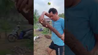 Nyabut Singkong Part Ii  singkong berkebundirumah belajartanam singkongmanalagi ketelapohon