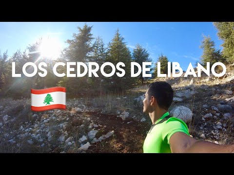 Vídeo: Cedro Libanês