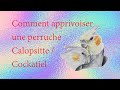 Comment apprivoiser une perruche élégante calopsitte / cockatiel