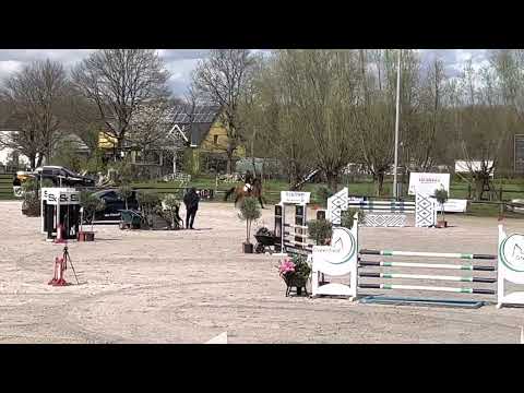 Gin Flip de Muze Z - 6yo VOR Groentenjumping