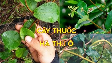 Cây Hà Thủ Ô Rừng Chữa rụng tóc, bạc tóc, giúp mọc tóc - Nhân 92