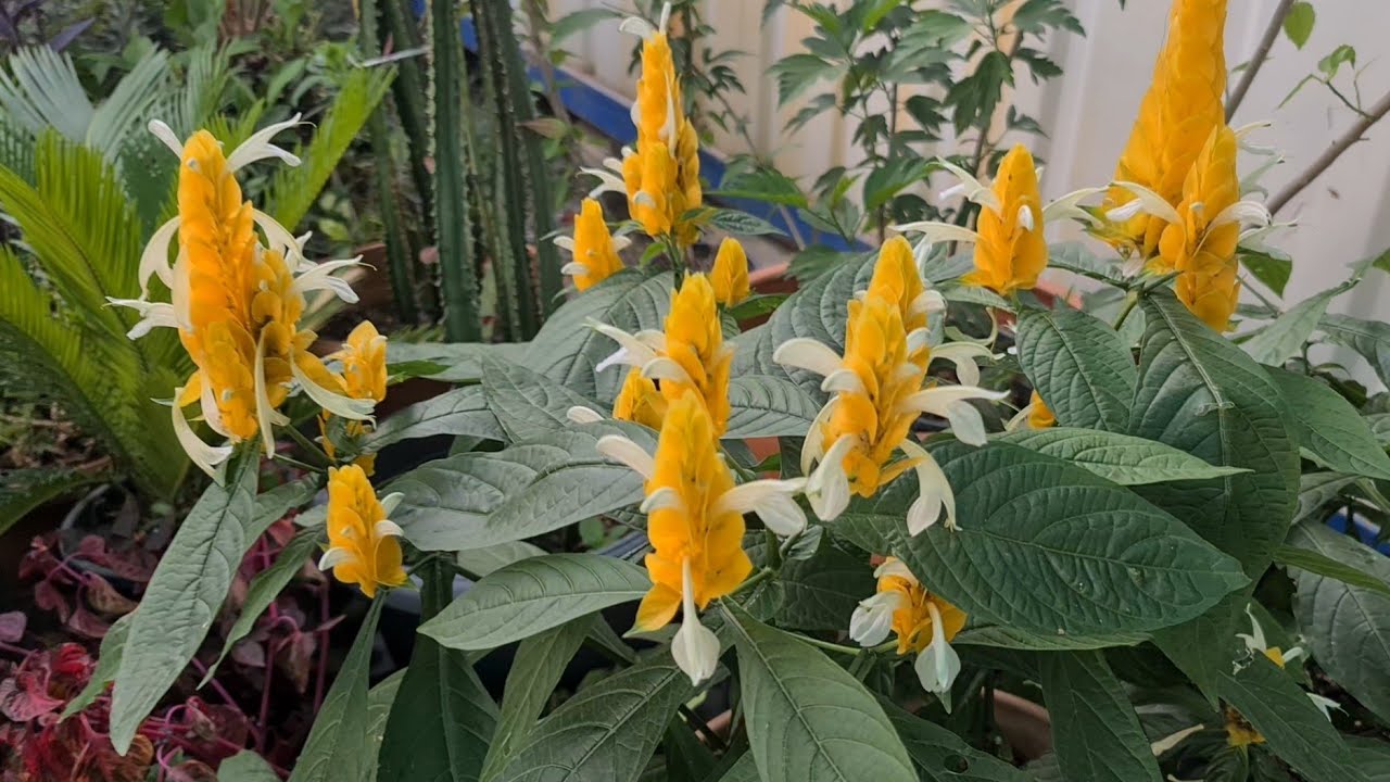 Yıldız Botanik Eylül Başı Sera Gezisi