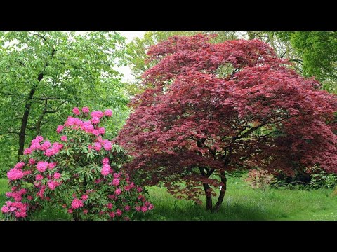 Video: Maple Jepang (58 Foto): Penanaman Dan Perawatan, Deskripsi Maple Merah Dari Jepang Dan Kipas, Daun Pohon Dan Perawatan Di Musim Gugur. Apakah Mereka Tumbuh Di Rusia? Aplikasi Dalam