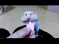 ウエハースに口の水分持ってかれたハムスター！おもしろ可愛いハムスターFunny Hamsters noticed that wafers robbed moisture in the mouth