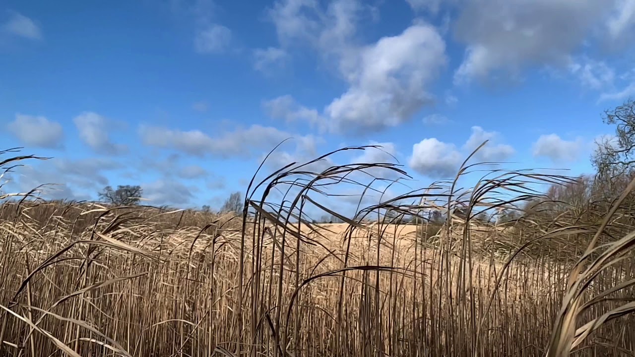 Ascension - Earth Tree Healing